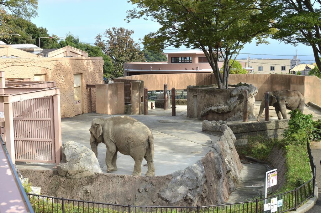 日立市 かみね動物園 エレファント・カフェのデッキから見た象さん