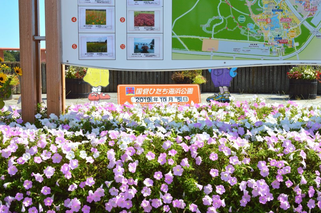 茨城県 ひたち海浜公園 今日は2019年の10月05日