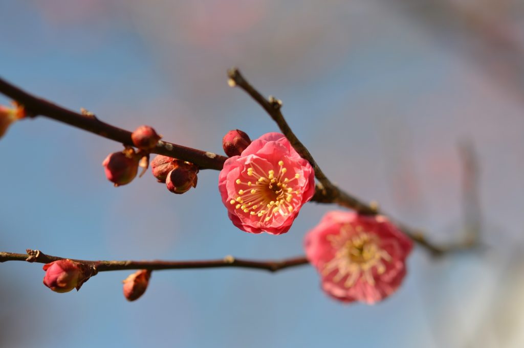 茨城県水戸市 藪そば 帰り道 偕楽園の梅の花